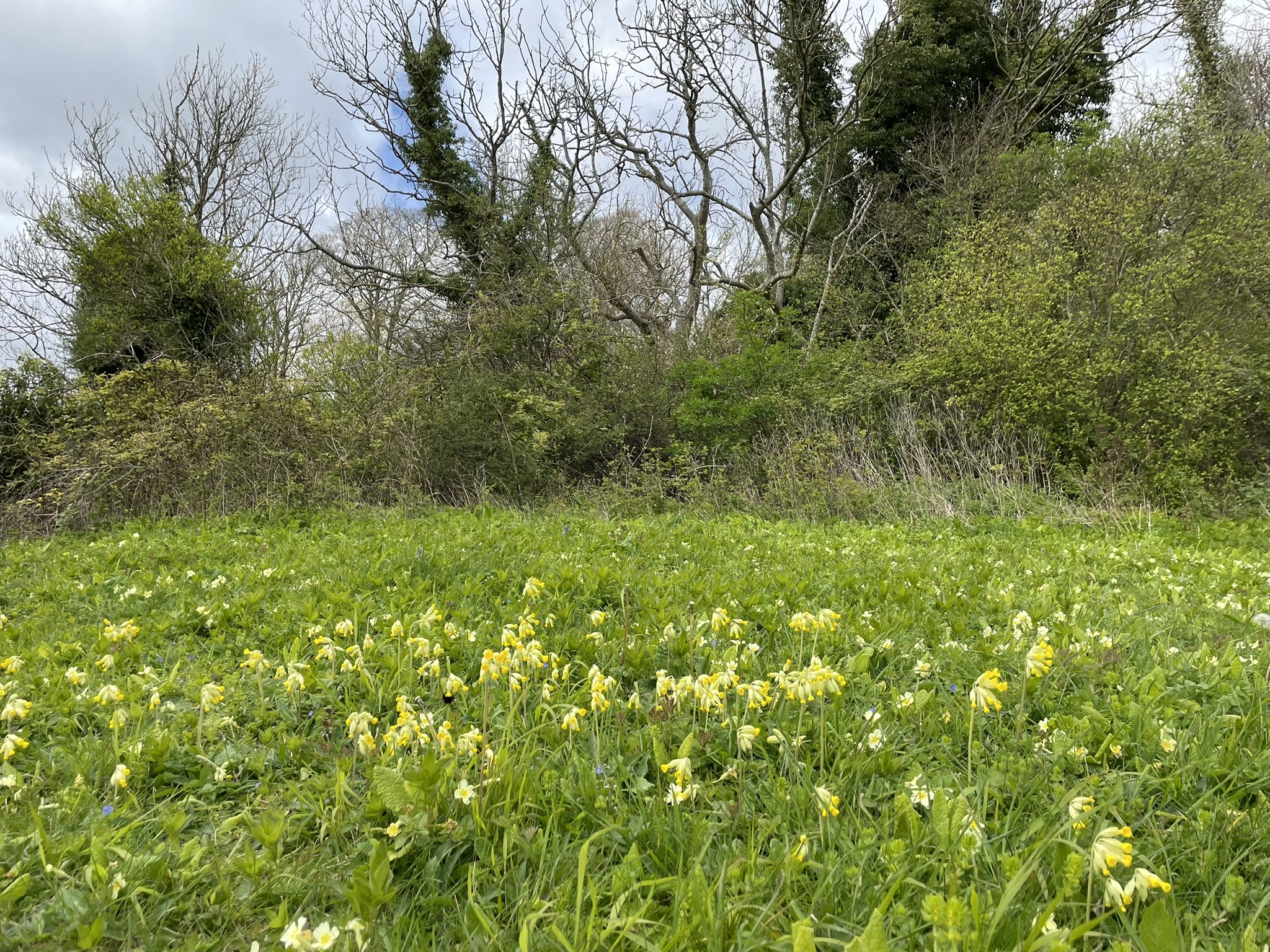 A field of cowslip flowers