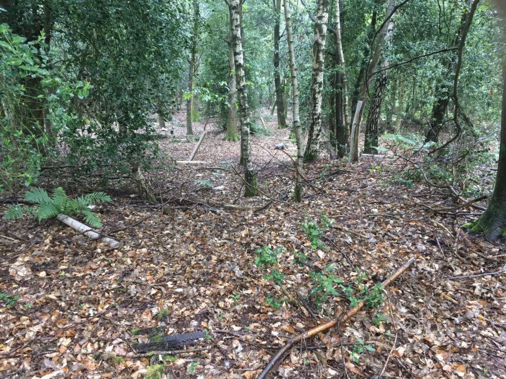 tree guards on ground in wood