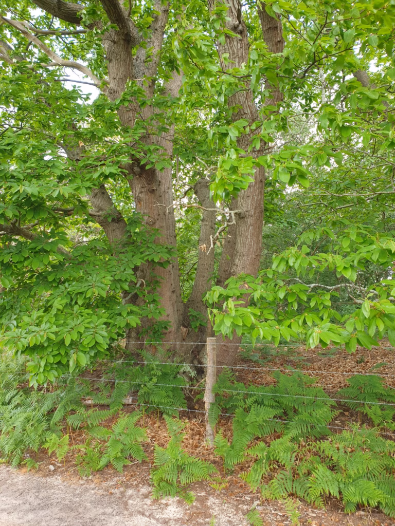 Full-grown Coppice Stool