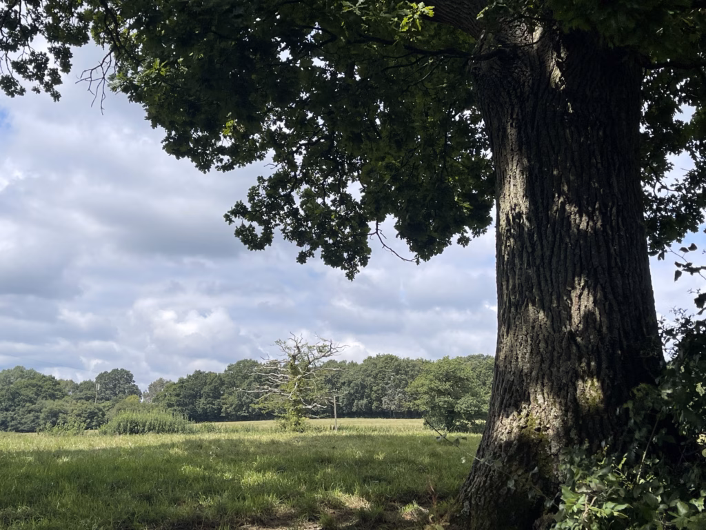 The High Weald photo by Laura Libricz