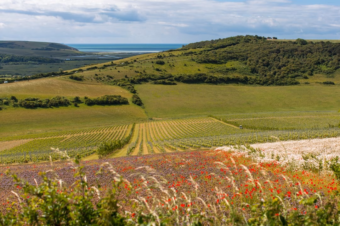 The South Downs Local Plan Review