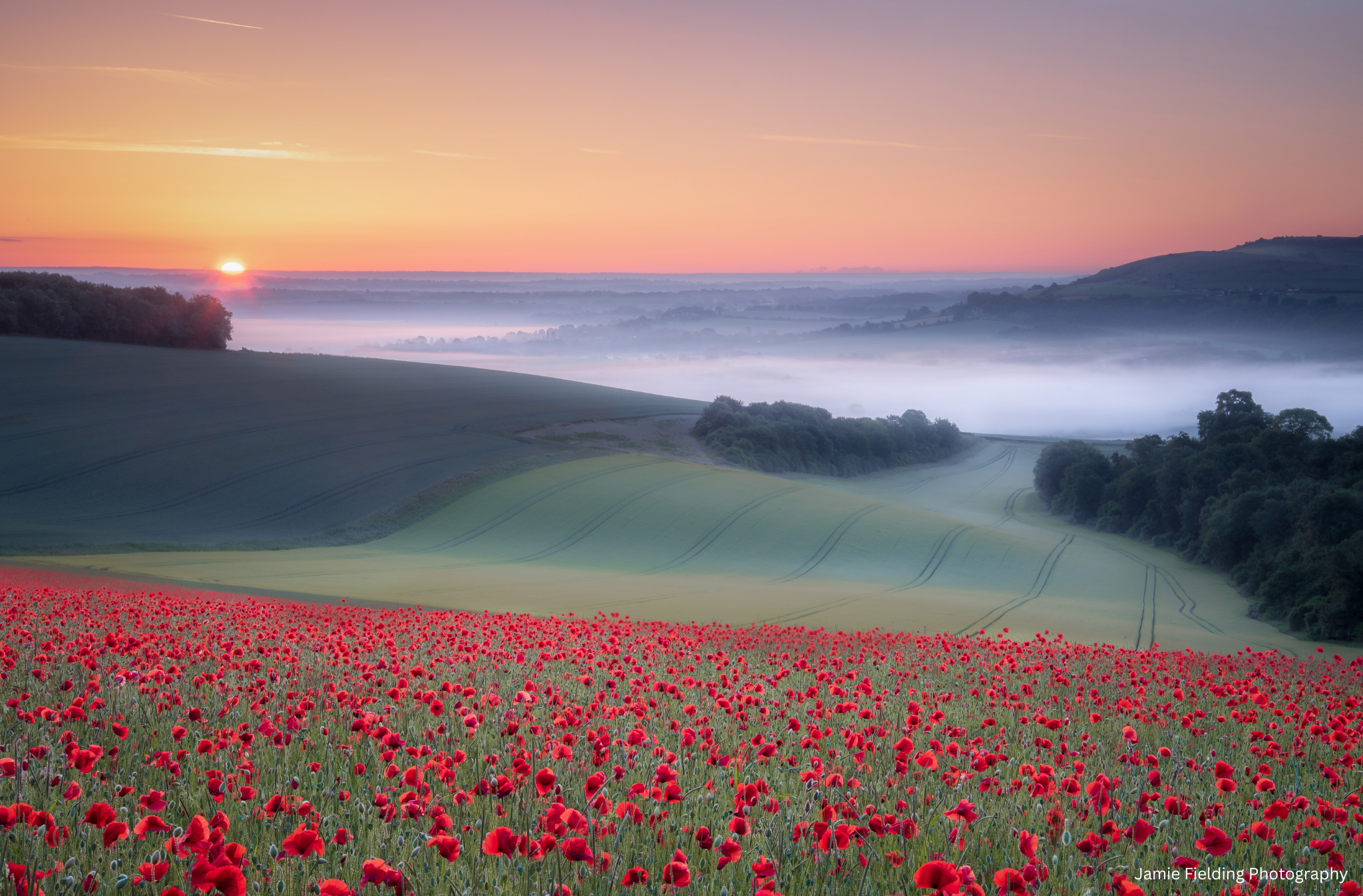 A field of bright red poppies against a backdrop of rolling hills with a covering of mist and the sunrise in the background. 