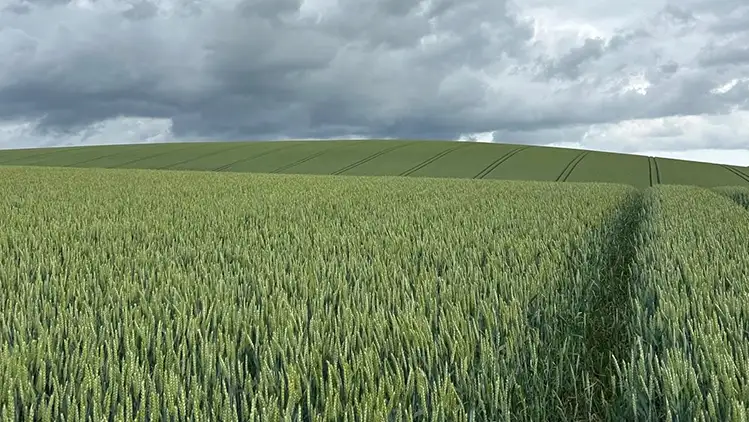 Green wheat field — by James Nayler