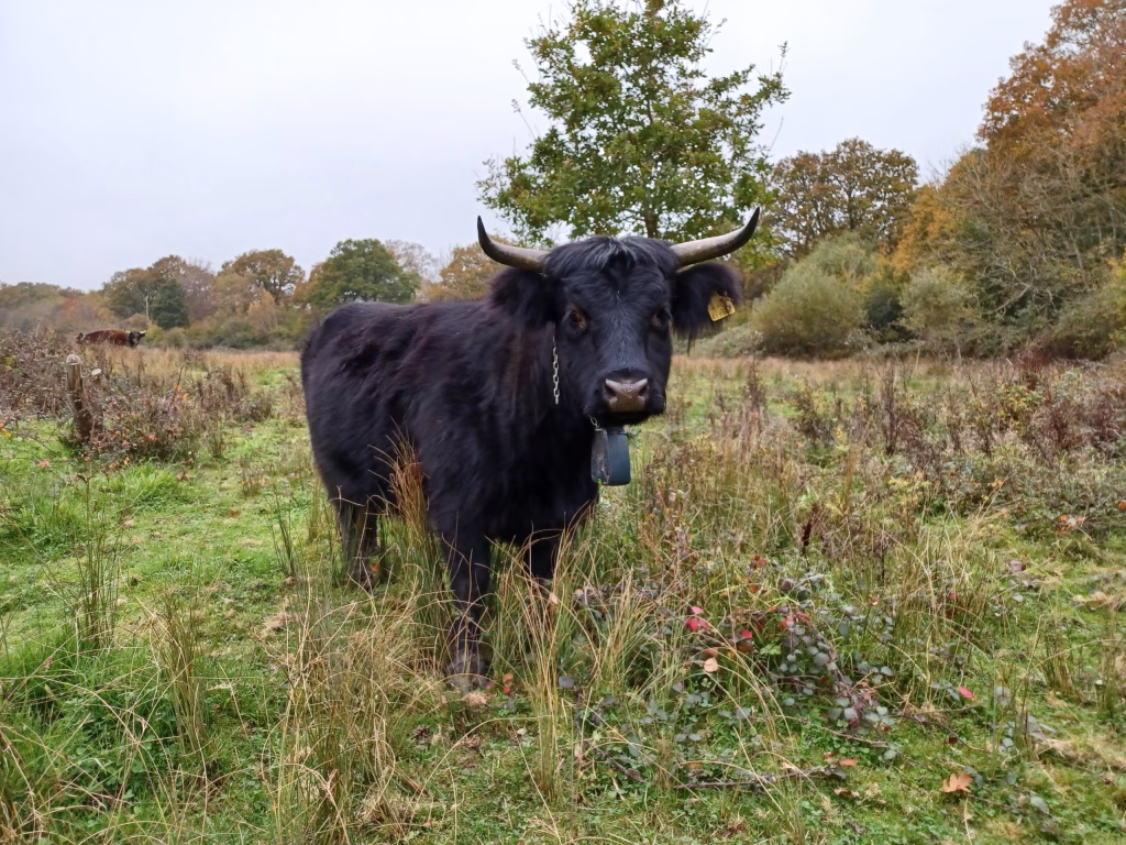 Cattle with collar © Sussex WT_ Dav Bridger