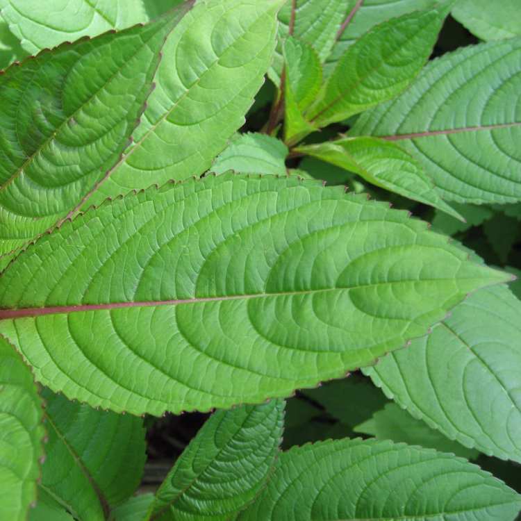 Himalayan balsam leaf with serrated edges.