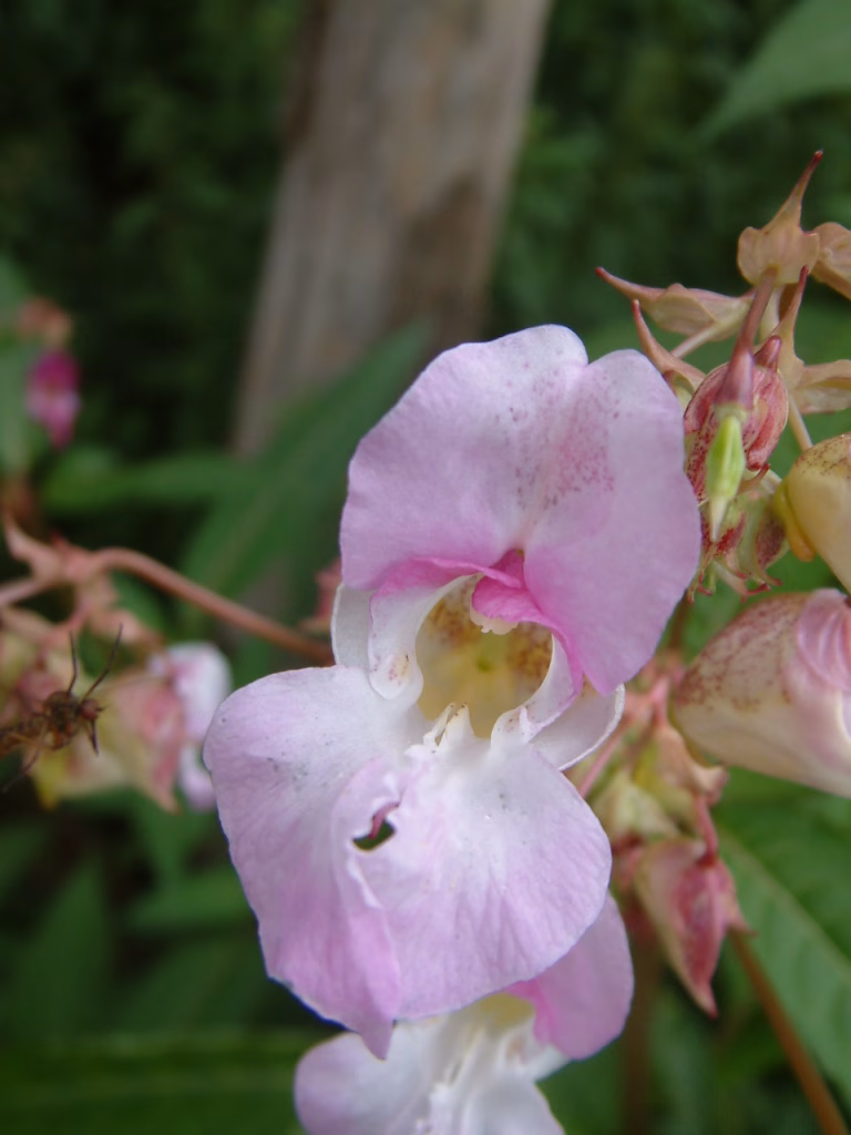 Pink himalayan balsam flower head