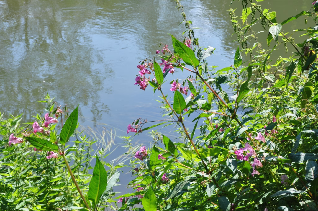 Himalayan balsam plants by riverbank.