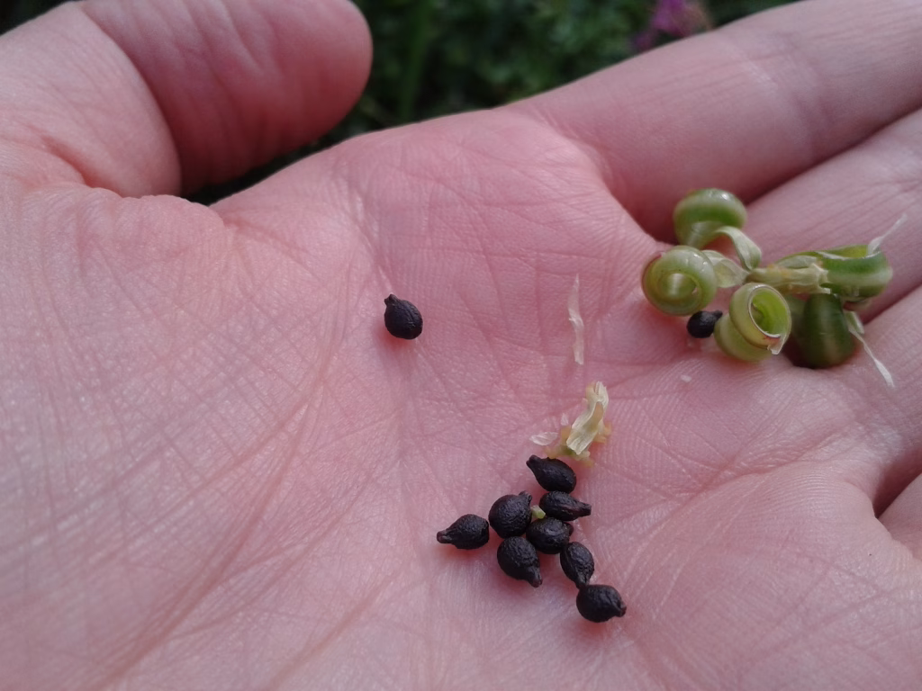 Himalayan balsam seeds and seed pods. 