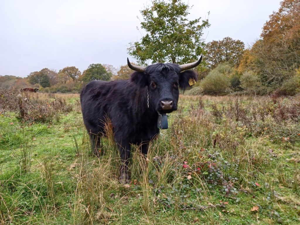 Cow wearing a no -fence GPS collar.