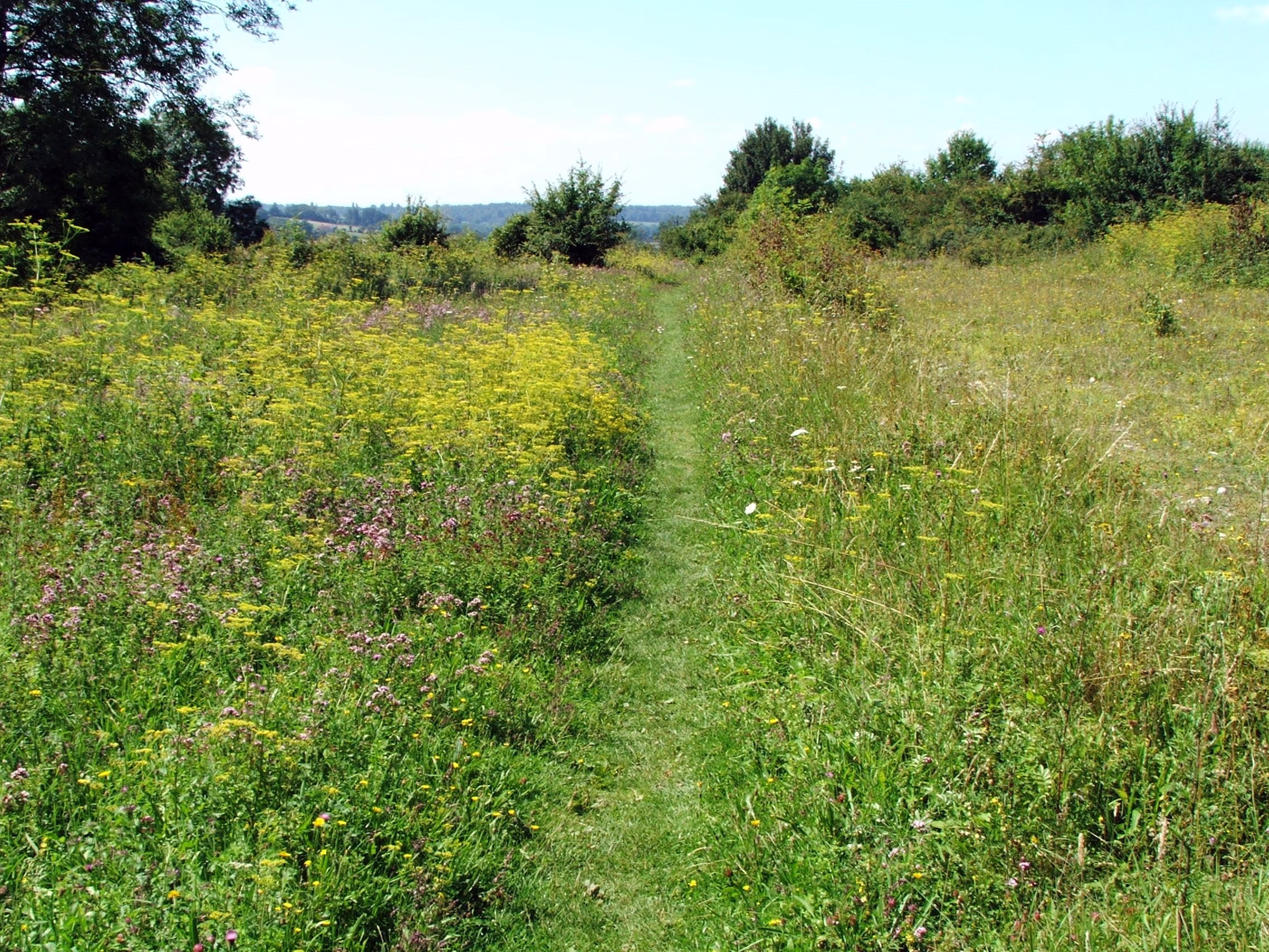 A field of wildflowers with a path through the middle