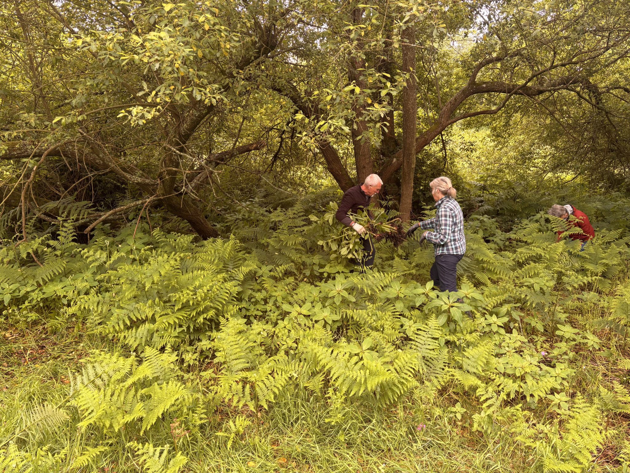 Two volunteers pulling invasive non-native Himalayan balsam plants from the ground as part of a volunteer session to tackle the spread of the invasive plant.