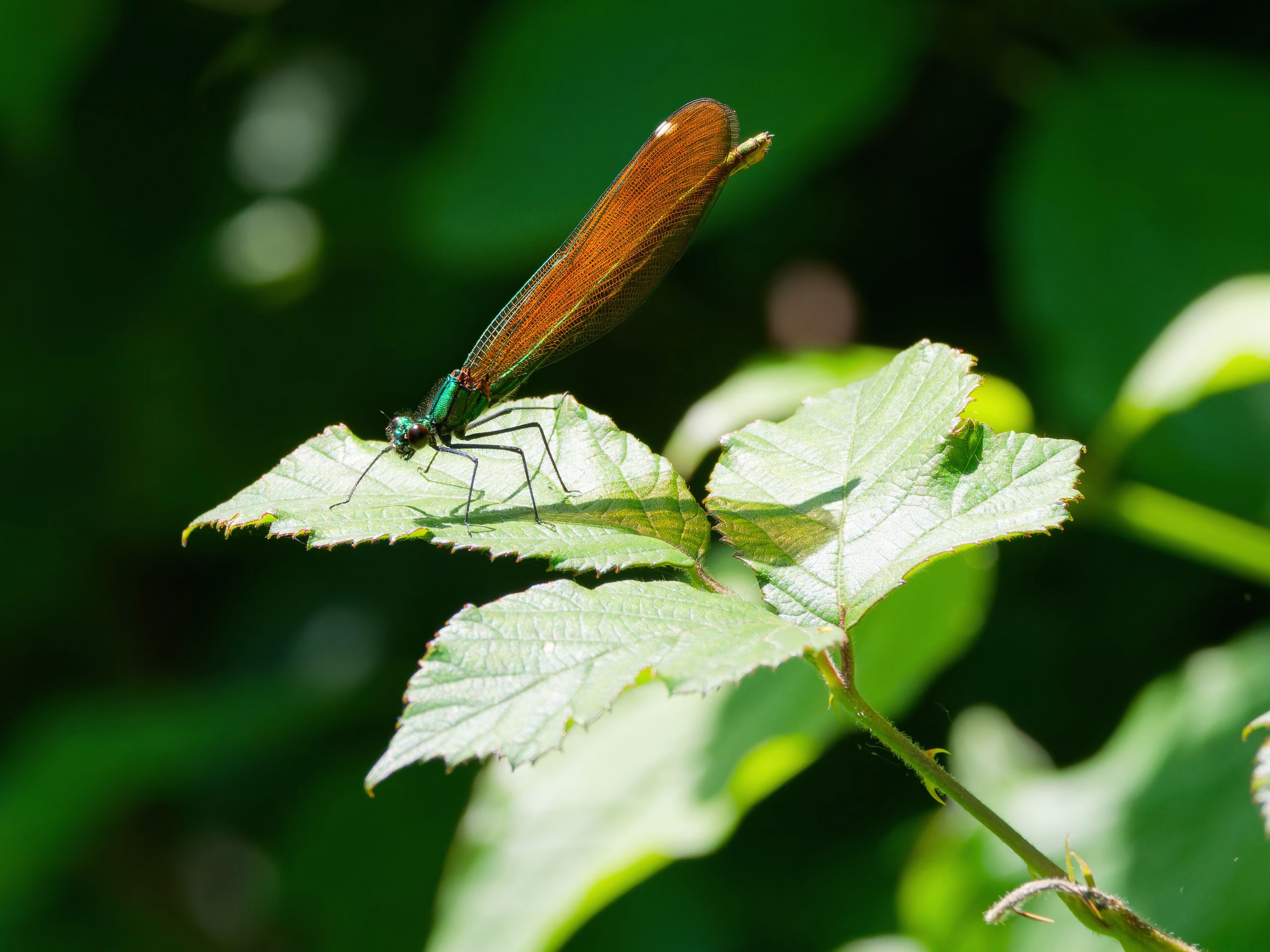 Dragons, Damsels and Demoiselles