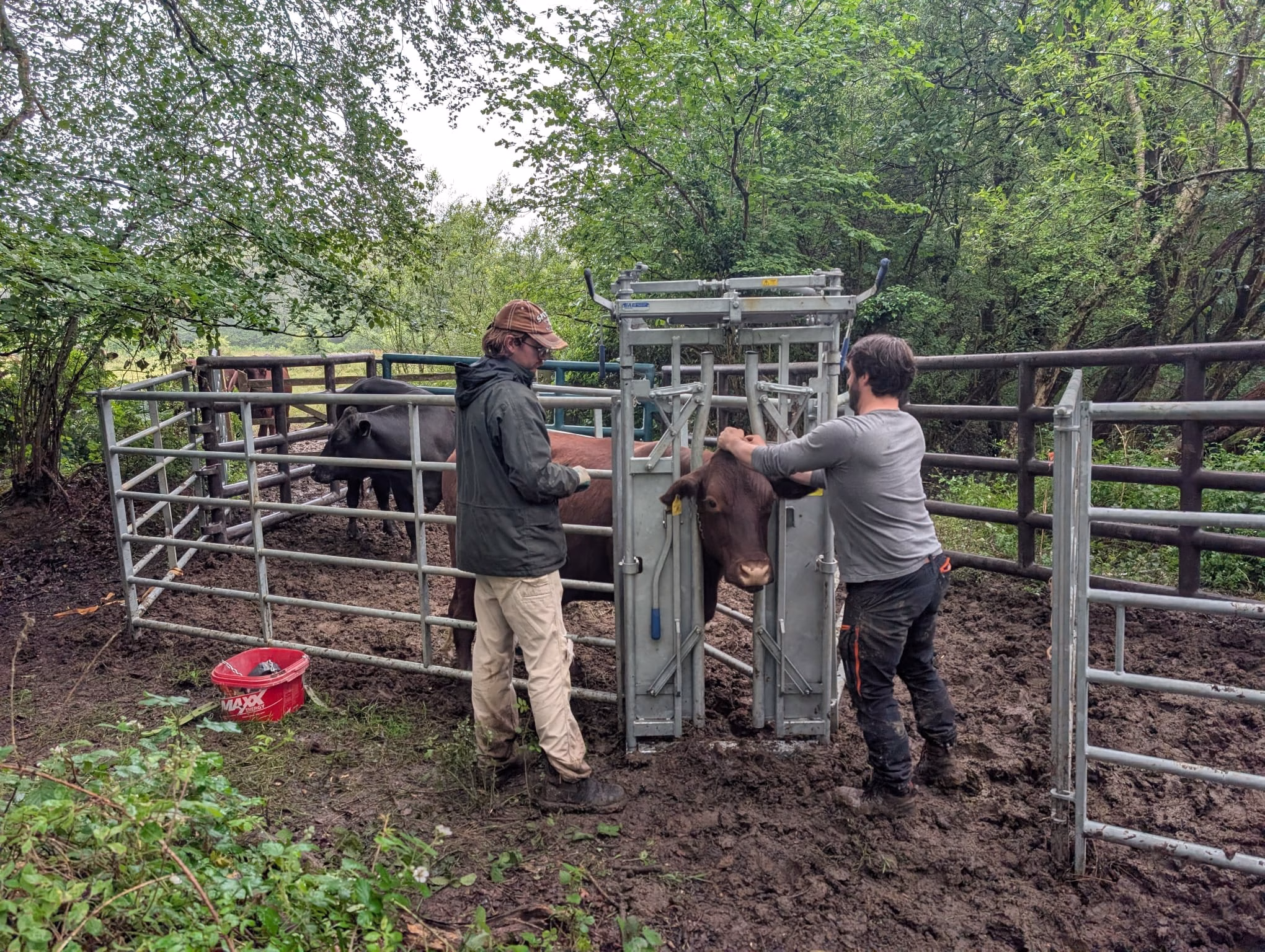 Sussex Wildlife Trust fitting GPS cattle collars at Ebernoe Common.