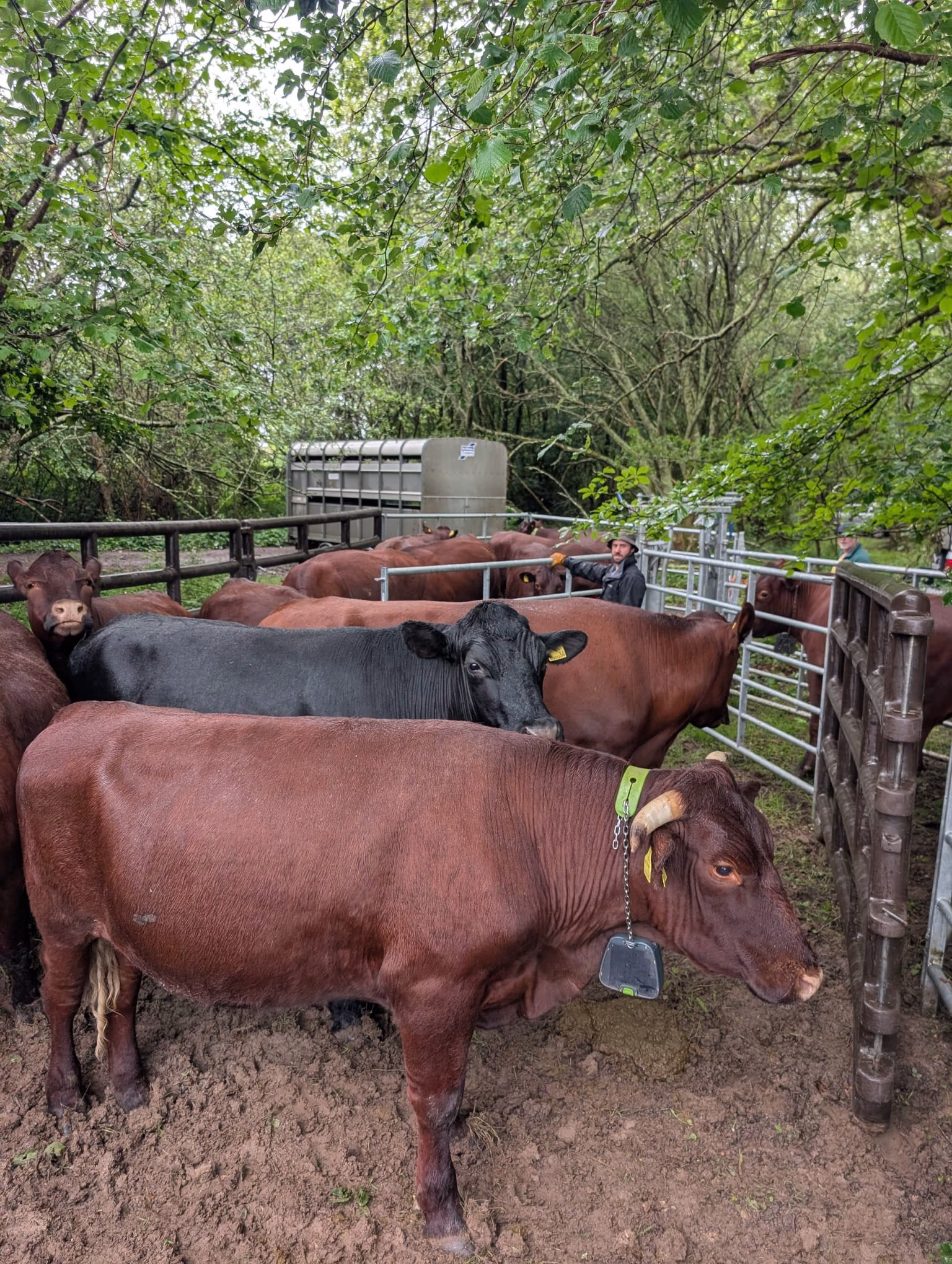 Cattle Collars at Ebernoe Common