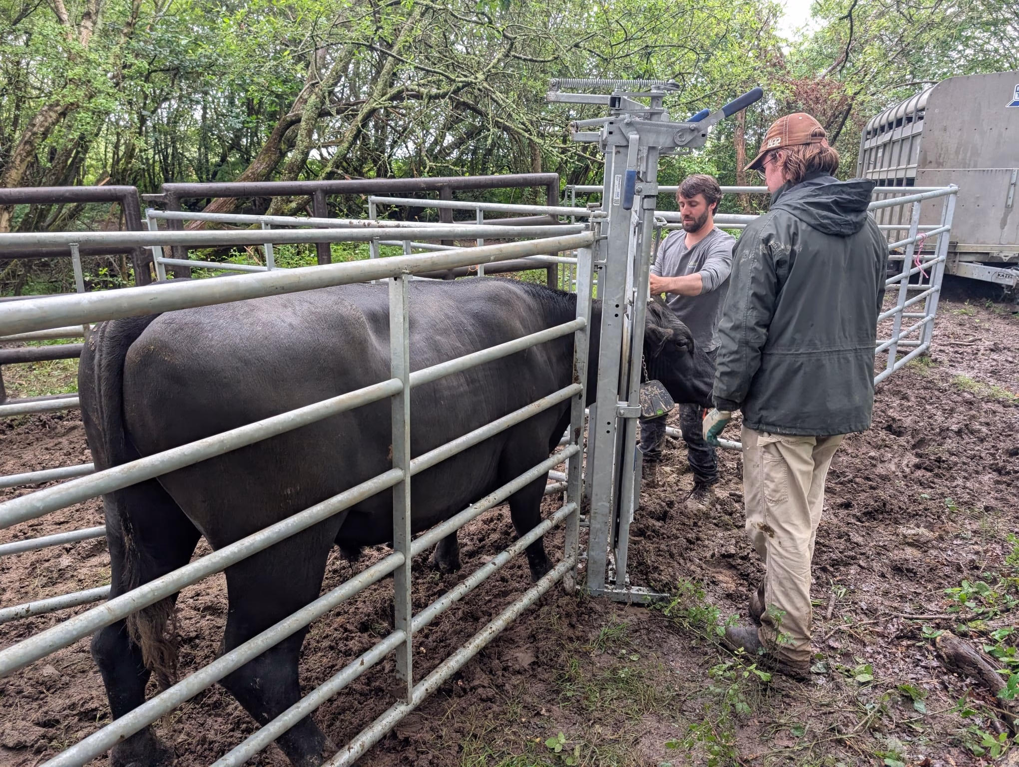 Sussex Wildlife Trust fitting GPS cattle collars at Ebernoe Common.