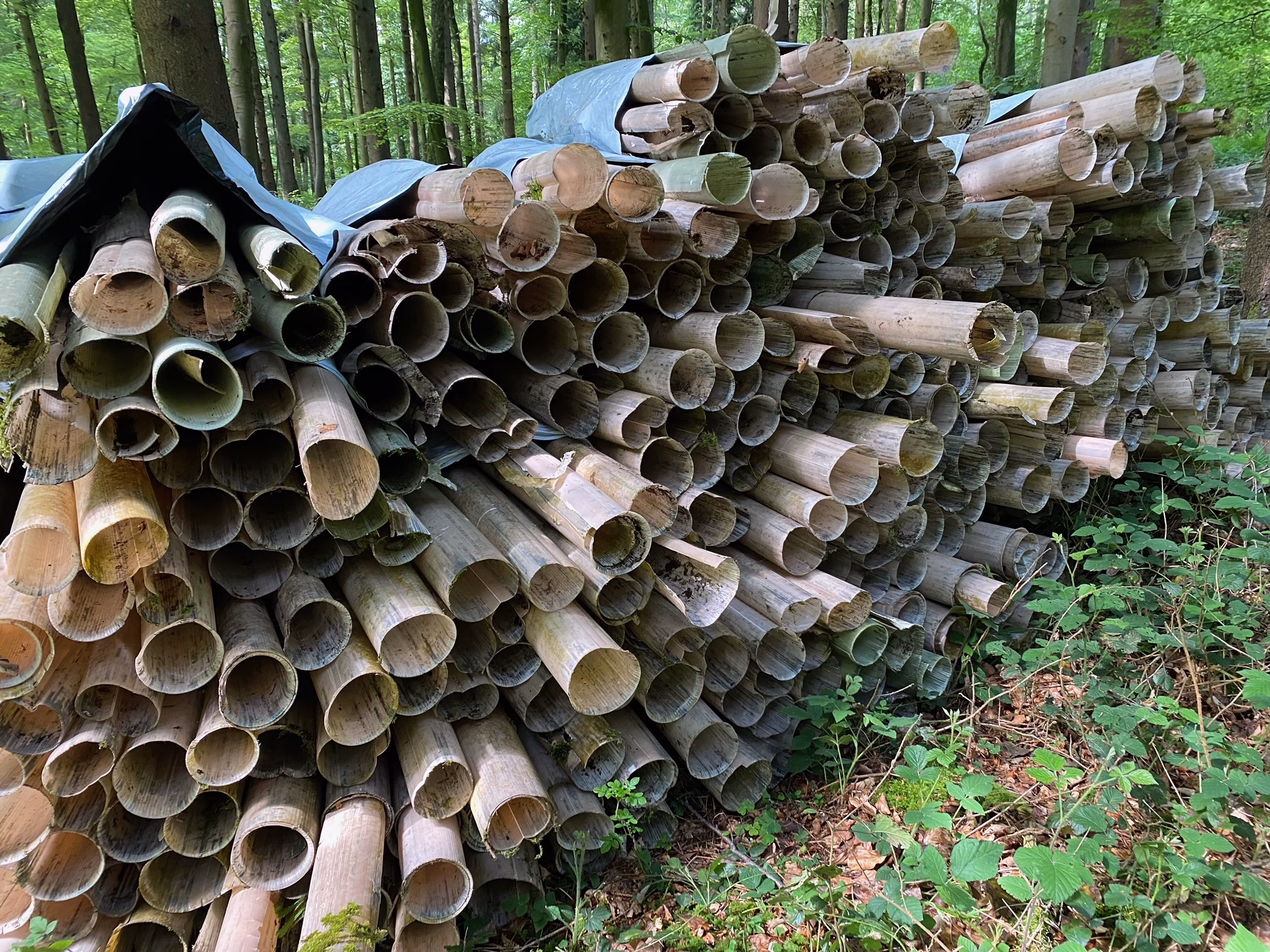 Volunteer session: plastic tree guard collection