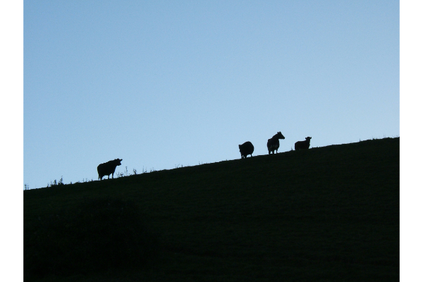 Frederic_Emigh_1_Sompting cows